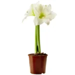 Амариллис горшечный