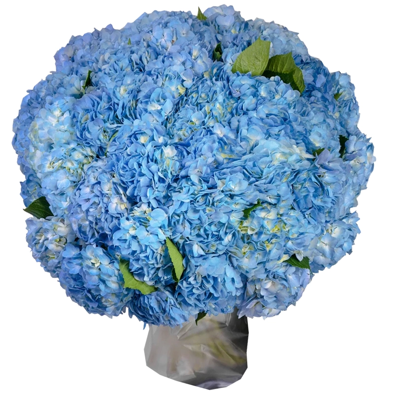 Букет из 51 синей гортензии